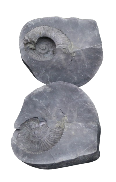 Open Shaligram