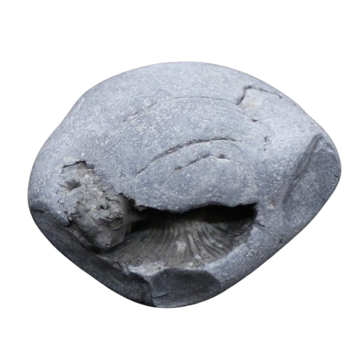Laxmi Narayan Shaligram