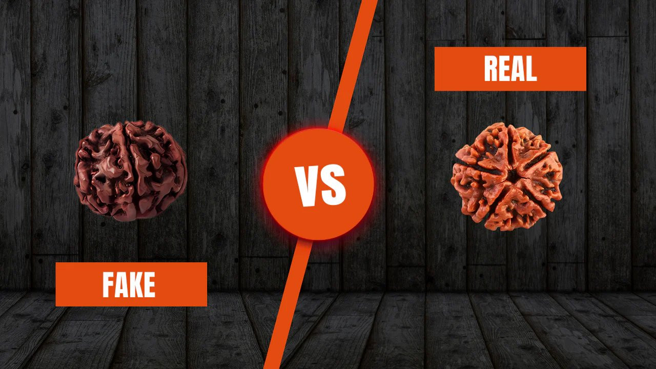 Differences between original and fake Rudraksha.