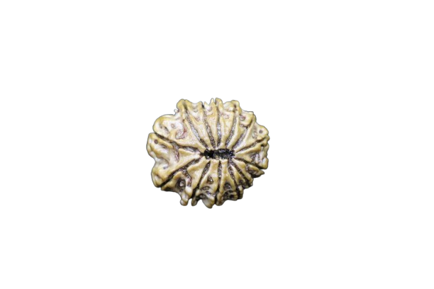 13 Mukhi Rudraksha