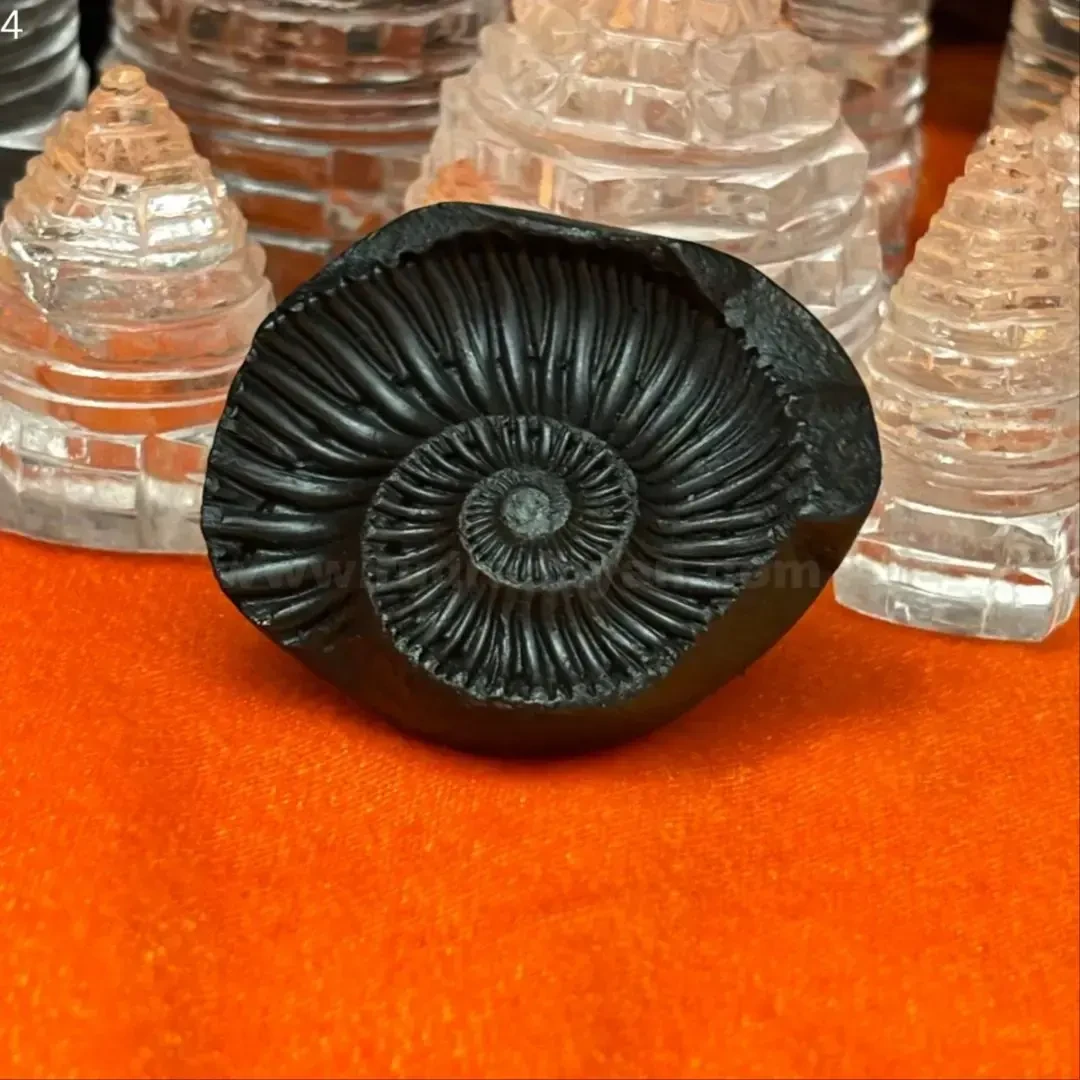 Sudarshan shaligram