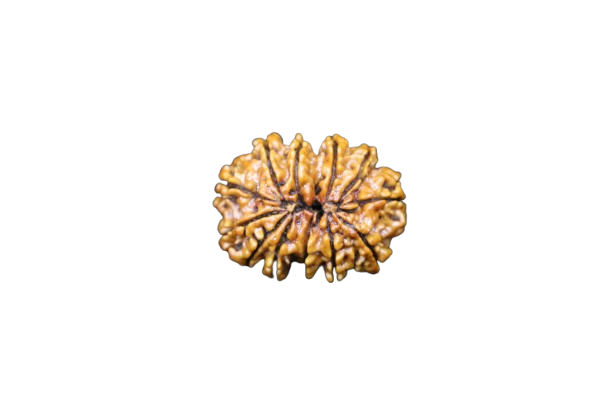 12 Mukhi Rudraksha