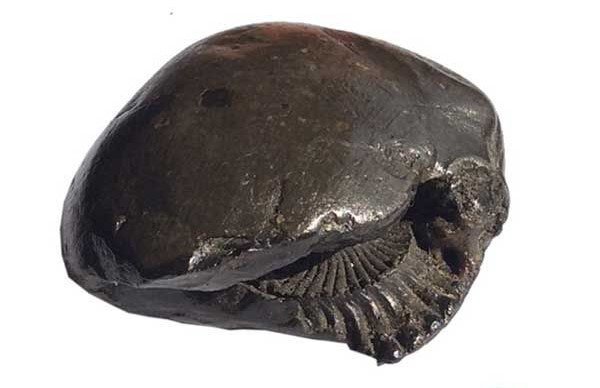 Vishnu chakra shaligram