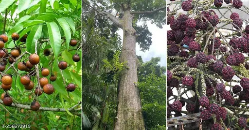 Top 5 Incredible Secrets Behind the Power of Nepal Rudraksha